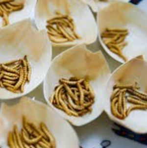 Workshop edible insects for food, feed and food security
