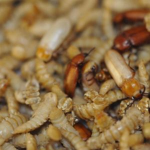 Vijf jaar na goedkeuring FAVV komt de insectensector op torrental