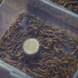 Witloofresten zijn het ideale menu voor de meelworm